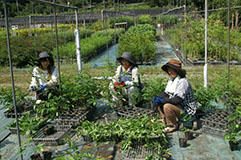 「生産管理(1)」「並べ替え、草取り、追肥の風景」